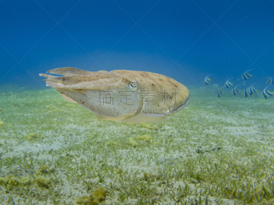 墨鱼,海洋,背景,海草,蓝色,在上面,法老,地形,水下