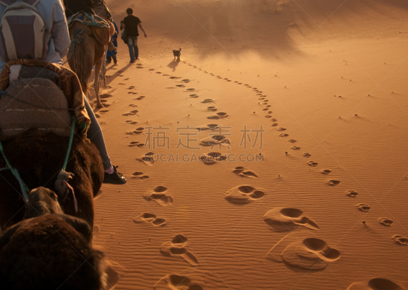 沙漠,骆驼,狗,脚印,男人,northern sahara,比沙丘沙漠,驼队,鞋印,erg chebbi dunes