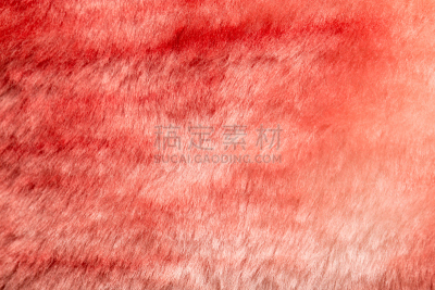 无人,斑点鹰魟,哈萨克斯坦,毛啄木鸟,图像,水平画幅,大自然保护协会,sarah ferguson,摄影