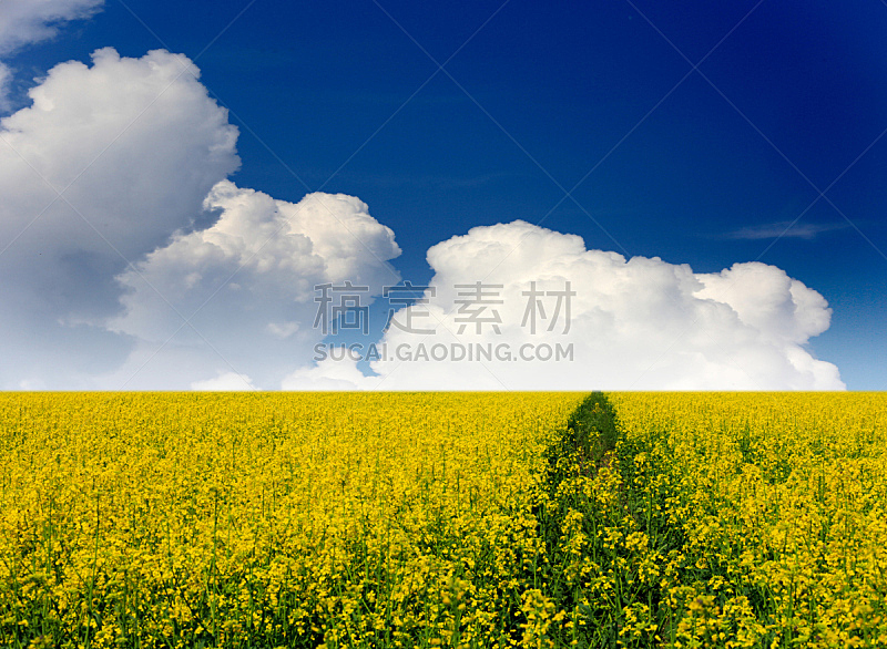 田地,黄色,油菜花,芸苔,自然,天空,水平画幅,地形,无人,蓝色