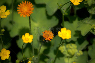 毛莨科,火焰草属,草地,水平画幅,无人,夏天,户外,野生植物,野花,植物