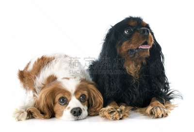 两只动物,骑士,布莱尼姆,查理王小猎犬,英国小猎犬,斯班尼犬,褐色,纯种犬,水平画幅,无人
