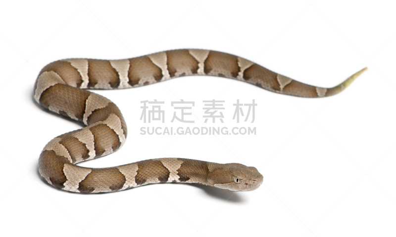 蛇,有毒生物体,铜头蛇,幼小动物,苏格兰高地,鹿皮鞋,褐色,野生动物,水平画幅,无人