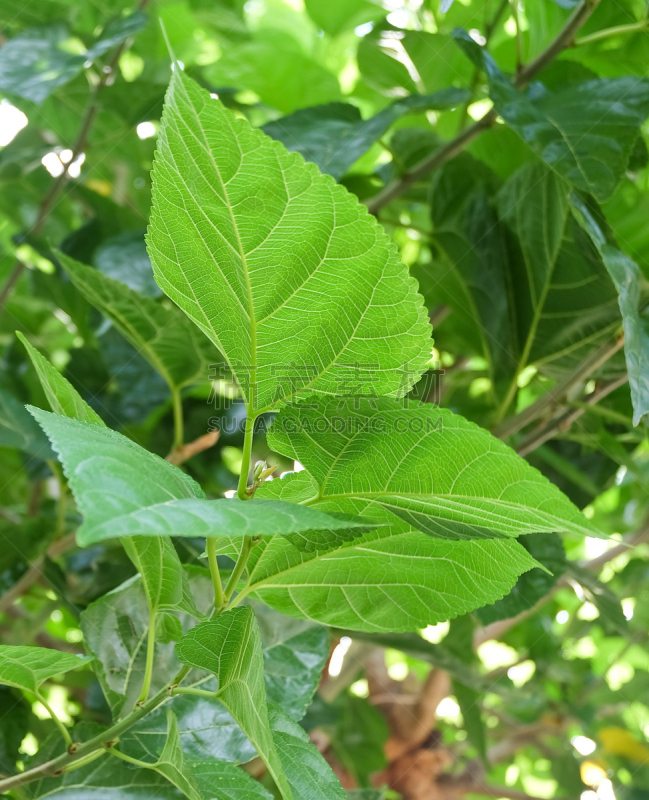 叶子,天空,桑椹,鲣鸟,垂直画幅,无人,巨大的,膳食,户外,饮料