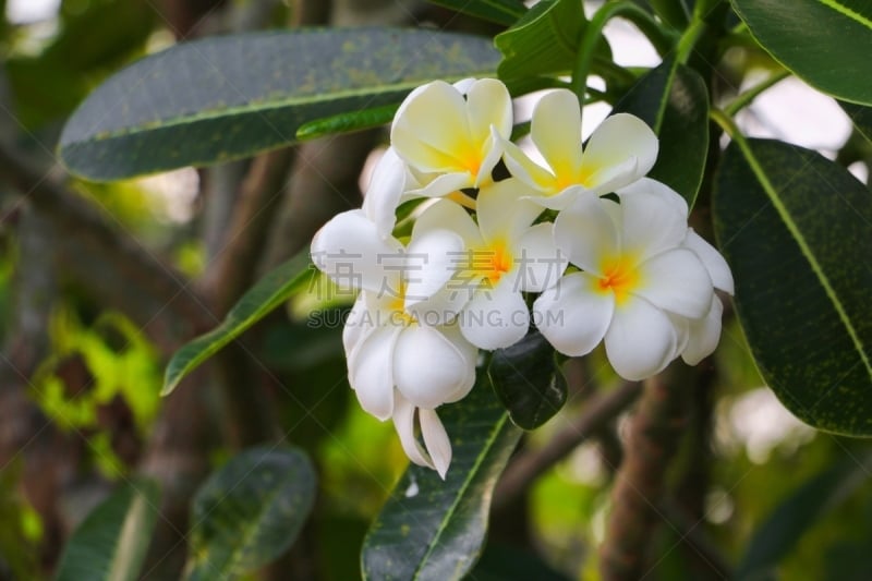 赤素馨花,白色,宝塔,寺庙,普通名称,自然美,美,芳香的,水平画幅,spa美容