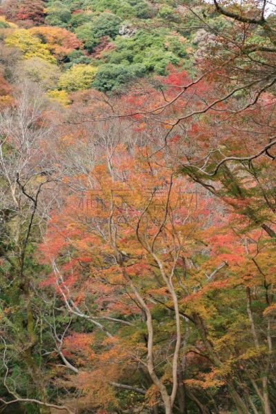 秋天,日本,大阪府,美浓,垂直画幅,地形,景观设计,瀑布,无人,枫树