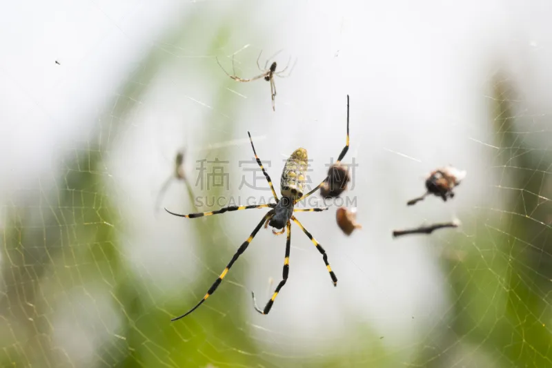 蜘蛛 水平画幅 蜘蛛网 腹腔 动物身体部位 黑色 断纹金蛛 腹部 黄色 摄影图片素材下载 稿定素材