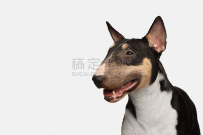 牛头梗,注视镜头,白色背景,分离着色,侧面像,狗,梗犬,正面视角,动物身体部位,斗牛犬