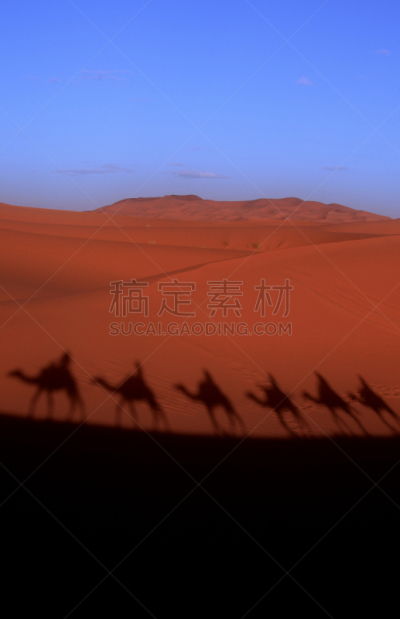 erg chebbi dunes,骆驼,阴影,摩洛哥,红岩石,撒哈拉沙漠,垂直画幅,地形,岩石,无人