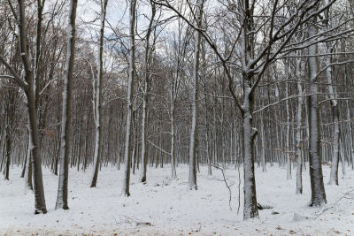 冬天,背景,美,灵性,水平画幅,秋冬季系列,雪,户外,自然公园