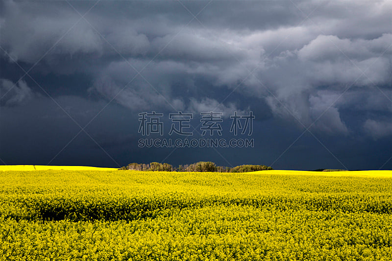 萨斯喀彻温省,乌云,自然,暴风雨,水平画幅,无人,草原,夏天,户外,雷雨