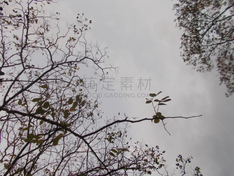 天空,泰国,枝,孔敬,自然,水平画幅,蓝色,户外,悲哀,暗色