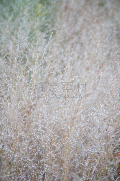 巧克力,自然,垂直画幅,无人,日本,户外,草,特写,植物,兵库县