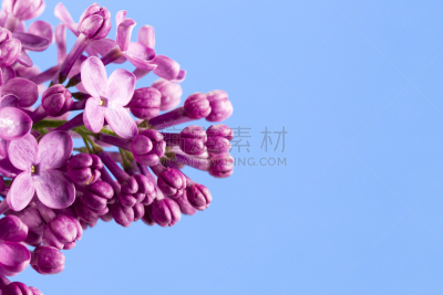 留白,丁香花,紫色,花朵,消息,分离着色,蓝色背景,自然美,手部骨骼,问候