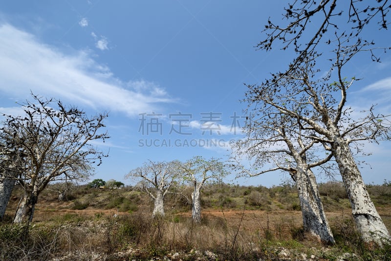 猴面包树,安哥拉,森林,平衡折角灯,巨大的,非洲大草原,自然,水平画幅,地形,无人