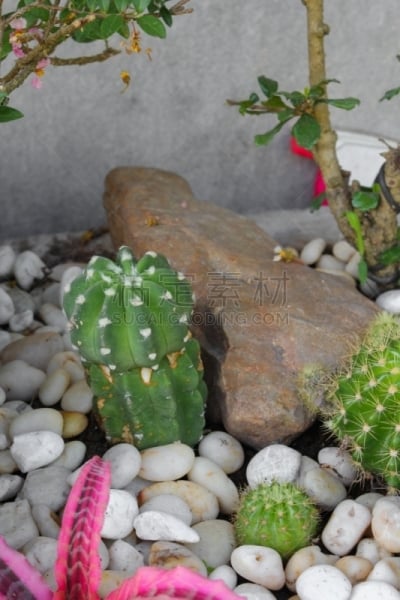 公园,石头,仙人掌,自然美,大螯虾,美式玉米粥,白垩系,攀岩技术练习,起源,尖的