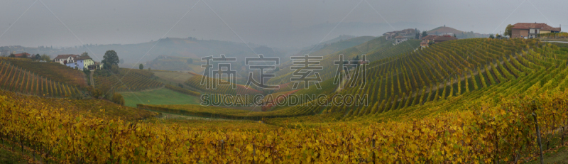 皮埃蒙特,葡萄园,秋天,全景,意大利,水平画幅,山,塞拉瓦莱,户外,田地