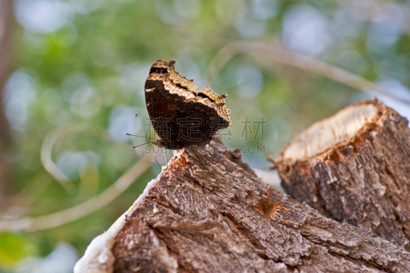 小吃,自然,mourning cloak butterfly,膳食,环境,图像,鳞翅类,树桩,树液,植物表皮