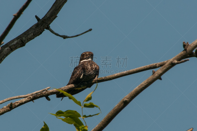 美洲夜鹰,自然,野生动物,水平画幅,无人,鸟类,野外动物,夏天,户外,彩色图片