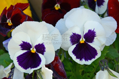 Akaroa Canterbury New Zealand Flowers Purple White