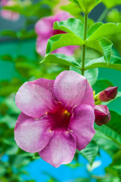 仅一朵花,垂直画幅,植物,无人,粉红蝉,粉色,花头,花朵,摄影,花