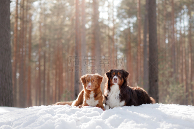 雪,狗,两只动物,澳大利亚牧羊犬,美,寻回犬,水平画幅,牧羊犬,户外,俄罗斯