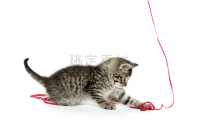 可爱的,羊毛,小猫,斑纹猫,水平画幅,嬉戏的,猫科动物,白色背景,幼小动物,一只动物