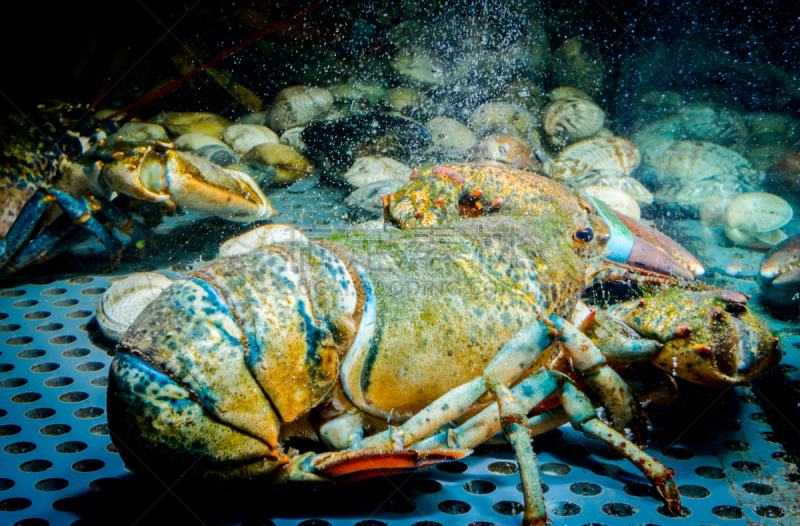 螯虾,餐馆,水族馆,海洋,多色的,甲壳动物,待售,里面,活力,清新