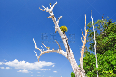 海滩,岛,印度,安达曼海,象,哈弗洛克岛,水平画幅,沙子,无人,阴影