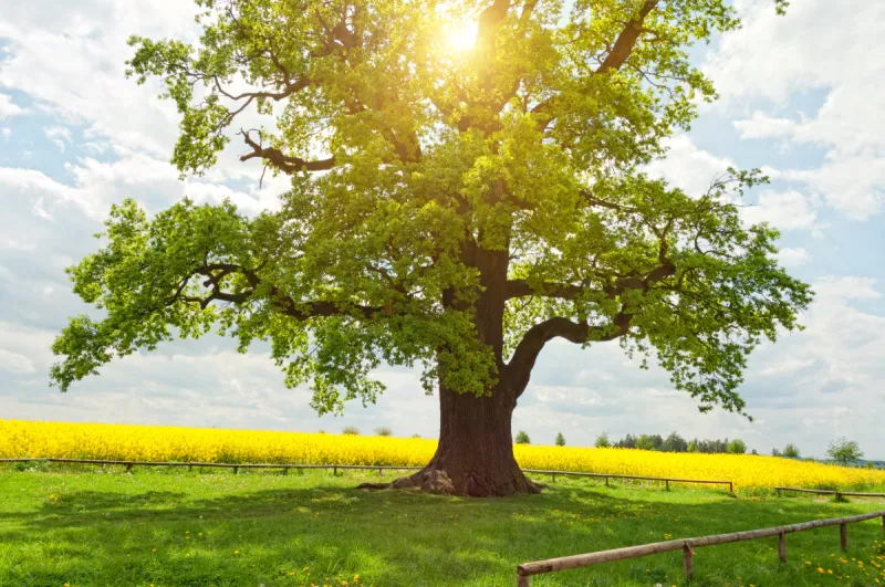 橡树 芸苔 巨大的 一个物体 田地 日光 树干 草地 枝 力量图片素材下载 稿定素材