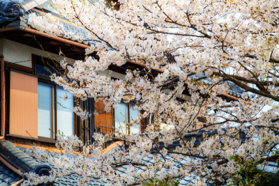 日本,季节,樱之花,九份,自然,里山,旅游目的地,水平画幅,地形,建筑