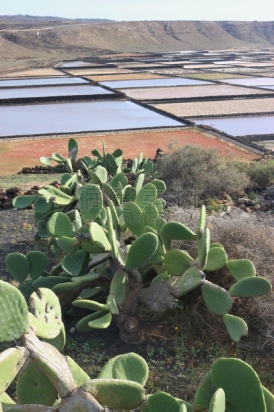 兰萨罗特岛,西南方向,萨利纳斯,生理盐水,水道,熔岩,垂直画幅,小兔子,沙子,火山地形