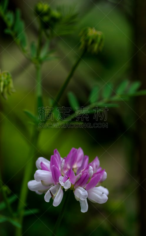 田地,草地,植物群,小寇花,豌豆花,垂直画幅,无人,夏天,户外,草