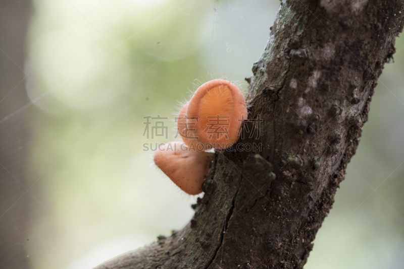 伊利诺大学香槟校区,蘑菇,水平画幅,孢子,无人,泥土,热带雨林,香槟,草,特写