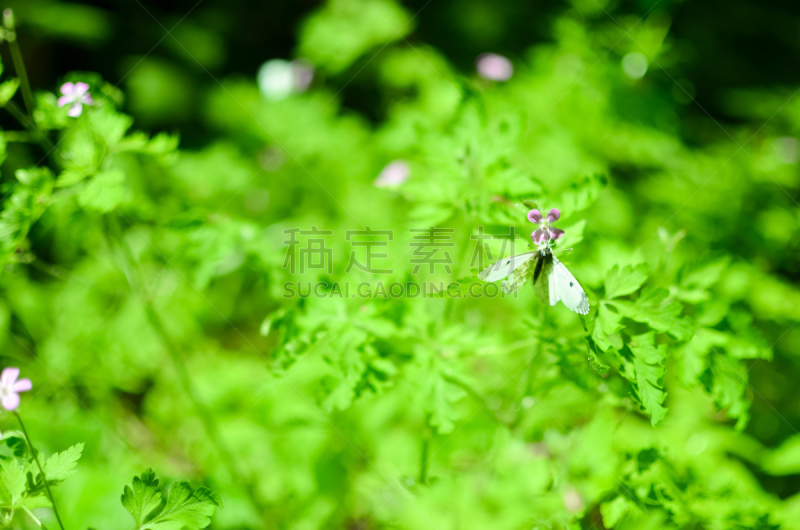白蝴蝶,白色,小的,大白蝴蝶,夏天,饮料,草,彩色图片,植物学,花粉