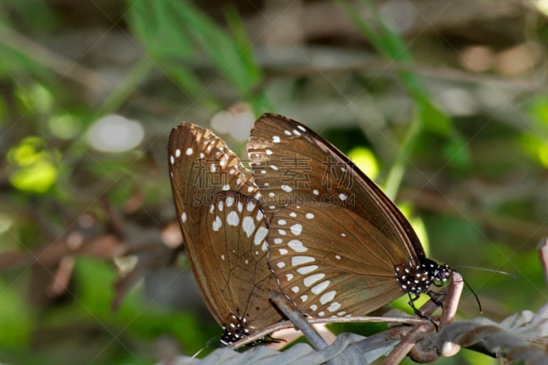 鹭管鱼,自然,野生动物,水平画幅,蝴蝶,色彩鲜艳,australian crow butterfly,动物交配,动物习性,动物身体部位