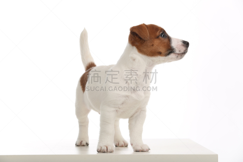 杰克拉瑟短腿犬,特写,白色背景,看,全国大学生体育协会,水平画幅,无人,乌克兰,摄影