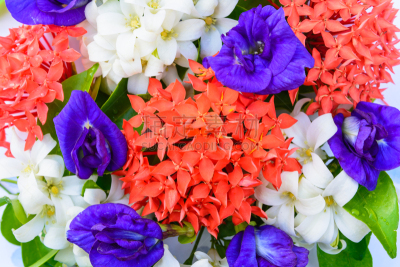 红色,花朵,背景,蓝盆花,白色,色彩鲜艳,公园,心皮,水平画幅,月橘