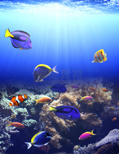 水下,热带鱼,blue tang fish,海葵鱼,小丑,自然,垂直画幅,水,海鱼,海洋