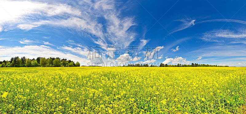 田地,天空,草地,水平画幅,地形,无人,蓝色,全景,户外,黄色