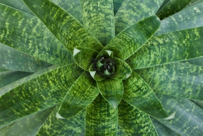 植物,凤梨科植物,背景,水,美,外立面,水平画幅,高视角,无人,美洲
