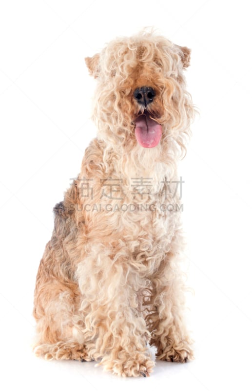 lakeland terrier,福克斯猎狐犬,垂直画幅,褐色,纯种犬,梗犬,白色背景,一只动物,影棚拍摄,犬科的