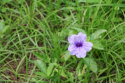 花头,紫色,早晨,豆荚,风疹病毒,石南花标志,法式袖口,神经根,科林斯式,矮牵牛花