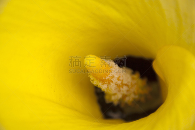 肉穗花序,特写,百合花,花粉,黄色,马蹄莲,色彩鲜艳,有包装的,佛焰苞,水平画幅