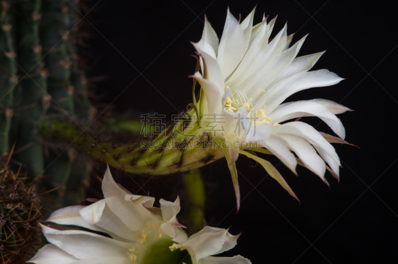 仙人掌,特写,选择对焦,桶仙人掌,阿根廷,沙漠,植物,雌蕊,装管,耙