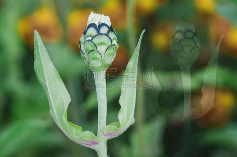 杂色菊属,绿色,花蕾,关闭的,叶子,菜园,水平画幅,无人,特写,俄罗斯