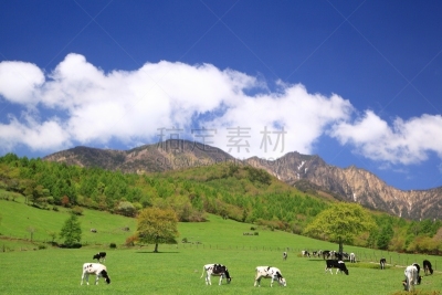 高原,母牛,巴岳山,荷尔斯泰因,草地围场,乳牛,山梨县,天空,里山,纯净