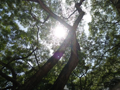 雨豆树,新加坡市,镜头眩光,水平画幅,新加坡,无人,夏天,魟,太阳,热