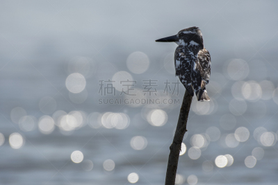 杂色翠鸟,纳瓦沙湖,翠鸟,皮埃蒙特,肯尼亚,水,水平画幅,无人,鸟类,早晨