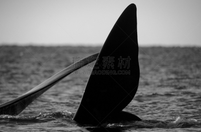 阿根廷,马德林港,瓦尔德斯半岛,鲸,南美,水平画幅,座头鲸,大西洋,巴塔哥尼亚,巨大的